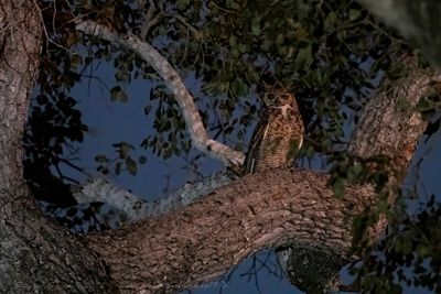 Great horned owl (Bubo virginianus) - Gufo della Virginia