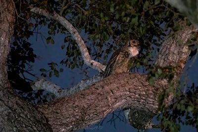 Great horned owl (Bubo virginianus) - Gufo della Virginia