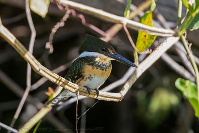 Green Kingfisher (Chloroceryle americana) - Martin pescatore verde ♀