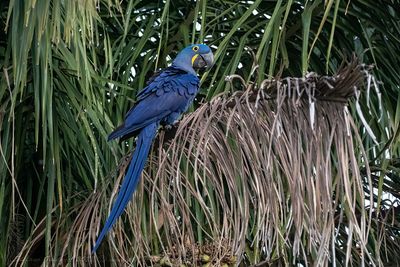 Hyacinth Macaw (Anodorhynchus hyacinthinus) - Ara Giacinto