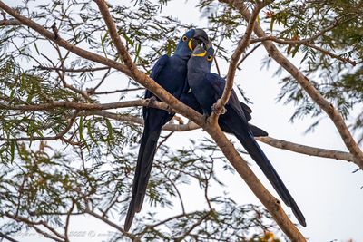 Hyacinth Macaw (Anodorhynchus hyacinthinus) - Ara Giacinto