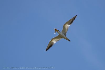 Large billed tern (Phaetusa simplex) - Sterna beccogrosso