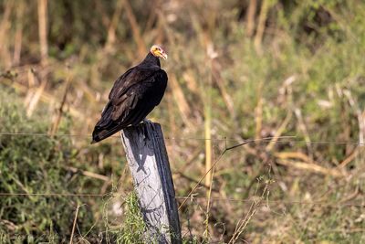 Lesser Yellow-headed Vulture (Cathartes burrovianus) - Avvoltoio testagialla minore