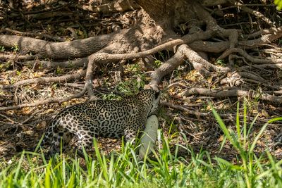 Giaguaro (Panthera onca) - Jaguar