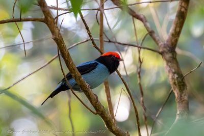 Blue Manakin or Swallow-tailed Manakin (Chiroxiphia caudata)