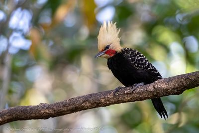 Blond-crested Woodpecker (Celeus flavescens) ♂; - Picchio crestabionda