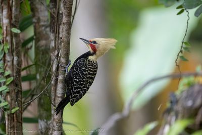 Blond-crested Woodpecker (Celeus flavescens) ♂; - Picchio crestabionda