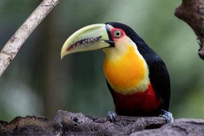 Green-billed or Red-breasted Toucan (Ramphastos dicolorus) - Tucano pettorosso