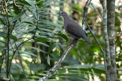 Gray-fronted Dove (Leptotila rufaxilla) - Tortora frontegrigia