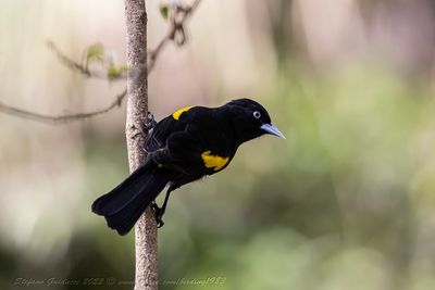 Golden-winged Cacique (Cacicus chrysopterus) - Cacicco alidorate