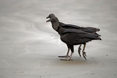 Black Vulture (Coragyps atratus) - Avvoltoio nero
