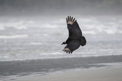Black Vulture (Coragyps atratus) - Avvoltoio nero