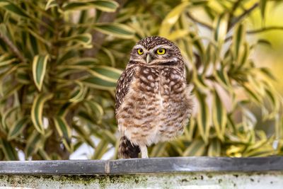 Burrowing Owl (Athene cunicularia) - Civetta delle tane