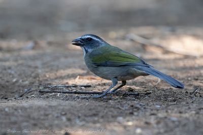 Green-winged Saltator (Saltator similis) - Saltatore aliverdi