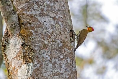 Yellow-throated Woodpecker (Piculus flavigula) - Picchio golagialla ♂