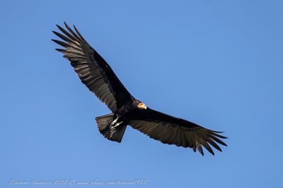 Lesser Yellow-headed Vulture (Cathartes burrovianus) - Avvoltoio testagialla minore