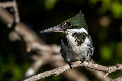 Amazon Kingfisher (Chloroceryle amazona) - Martin pescatore amazzonico ♀