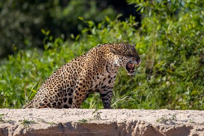Giaguaro (Panthera onca) - Jaguar