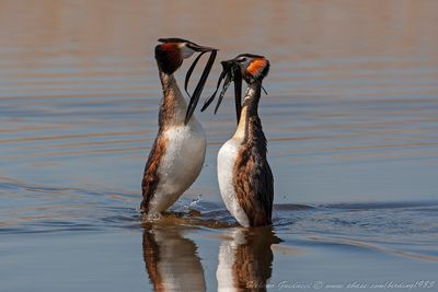 Svasso maggiore (Podiceps cristatus) 