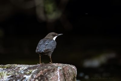 Merlo acquaiolo (Cinclus cinclus) - White-throated Dipper