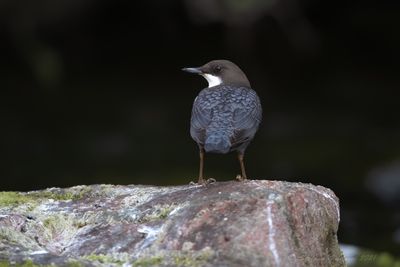Merlo acquaiolo (Cinclus cinclus) - White-throated Dipper