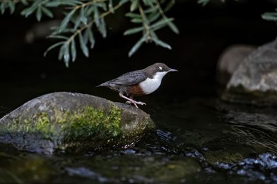 Merlo acquaiolo (Cinclus cinclus) - White-throated Dipper