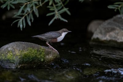 Merlo acquaiolo (Cinclus cinclus) - White-throated Dipper