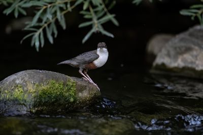 Merlo acquaiolo (Cinclus cinclus) - White-throated Dipper
