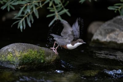 Merlo acquaiolo (Cinclus cinclus) - White-throated Dipper