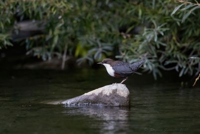 Merlo acquaiolo (Cinclus cinclus) - White-throated Dipper