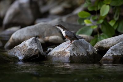 Merlo acquaiolo (Cinclus cinclus) - White-throated Dipper