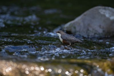 Merlo acquaiolo (Cinclus cinclus) - White-throated Dipper