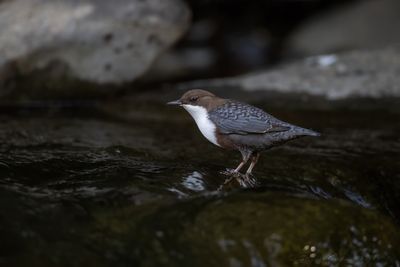 Merlo acquaiolo (Cinclus cinclus) - White-throated Dipper