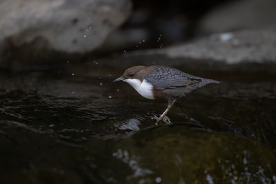 Merlo acquaiolo (Cinclus cinclus) - White-throated Dipper