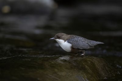 Merlo acquaiolo (Cinclus cinclus) - White-throated Dipper