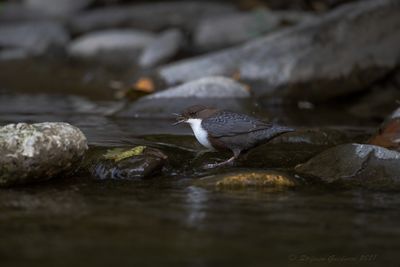 Merlo acquaiolo (Cinclus cinclus) - White-throated Dipper