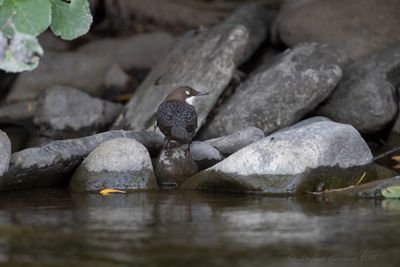Merlo acquaiolo (Cinclus cinclus) - White-throated Dipper
