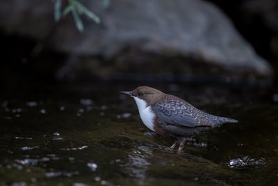 Merlo acquaiolo (Cinclus cinclus) - White-throated Dipper