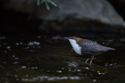 Merlo acquaiolo (Cinclus cinclus) - White-throated Dipper