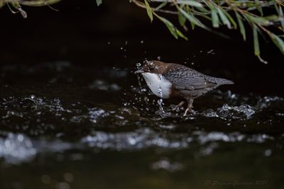 Merlo acquaiolo (Cinclus cinclus) - White-throated Dipper