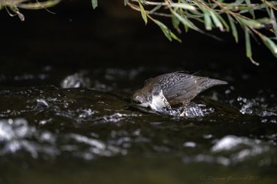 Merlo acquaiolo (Cinclus cinclus) - White-throated Dipper