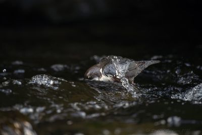 Merlo acquaiolo (Cinclus cinclus) - White-throated Dipper