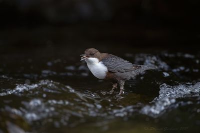 Merlo acquaiolo (Cinclus cinclus) - White-throated Dipper