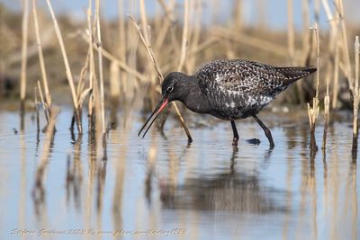 Totano moro (Tringa erythropus) -  Spotted redshank