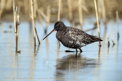 Totano moro (Tringa erythropus) -  Spotted redshank