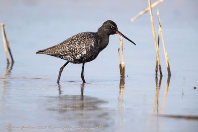 Totano moro (Tringa erythropus) -  Spotted redshank