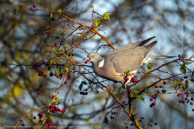 Colombaccio (Columba palumbus) - Common Wood-Pigeon