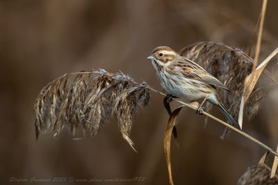 Migliarino di palude (Emberiza schoeniclus) - Reed Bunting