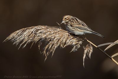 Migliarino di palude (Emberiza schoeniclus) - Reed Bunting
