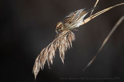Migliarino di palude (Emberiza schoeniclus) - Reed Bunting